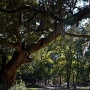 <p align=left>Et nous voici au Brookgreen Gardens où nous avions été il y a quelques années. 